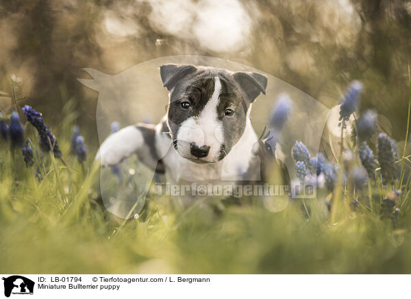Miniatur Bullterrier Welpe / Miniature Bullterrier puppy / LB-01794