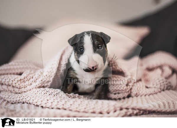 Miniatur Bullterrier Welpe / Miniature Bullterrier puppy / LB-01821