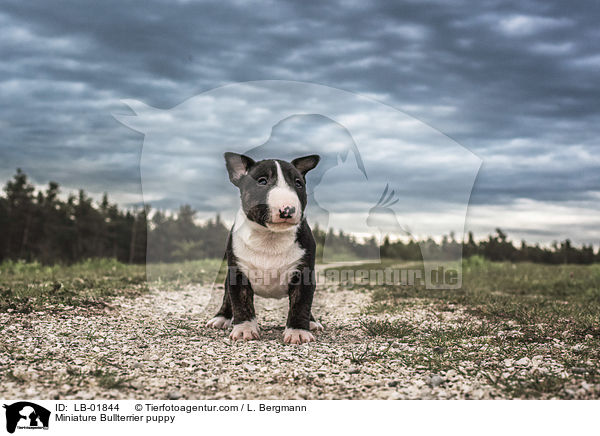 Miniatur Bullterrier Welpe / Miniature Bullterrier puppy / LB-01844