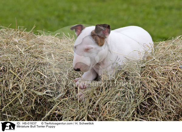Miniatur Bullterrier Welpe / Miniature Bull Terrier Puppy / HS-01637