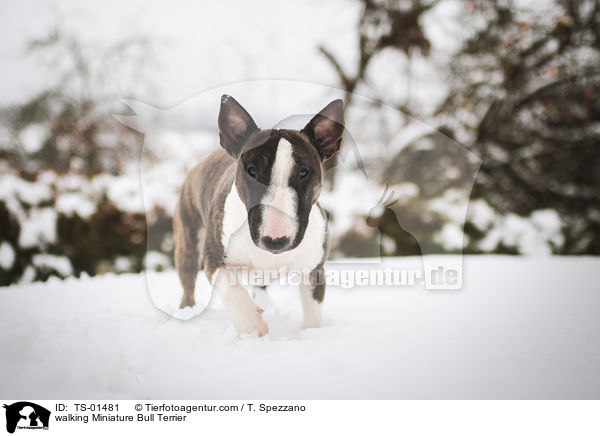 laufender Miniatur Bullterrier / walking Miniature Bull Terrier / TS-01481