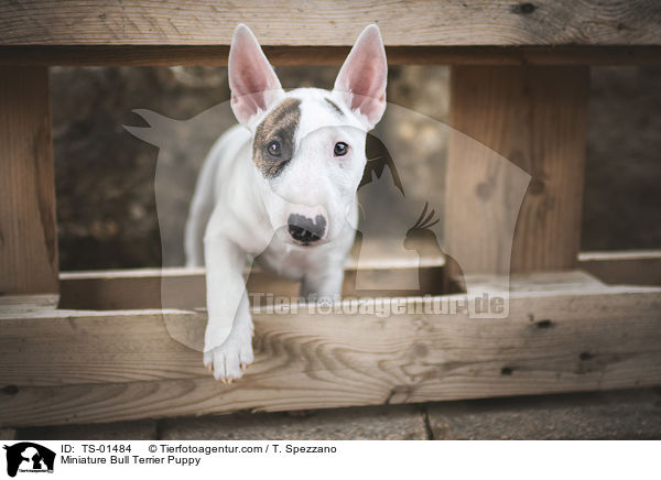 Miniatur Bullterrier Welpe / Miniature Bull Terrier Puppy / TS-01484