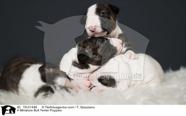 4 Miniatur Bullterrier Welpen / 4 Miniature Bull Terrier Puppies / TS-01486