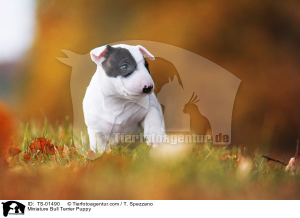 Miniatur Bullterrier Welpe / Miniature Bull Terrier Puppy / TS-01490