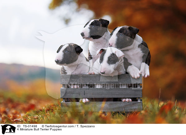 4 Miniatur Bullterrier Welpen / 4 Miniature Bull Terrier Puppies / TS-01498