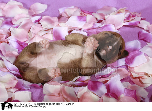 Miniatur Bullterrier Welpe / Miniature Bull Terrier Puppy / HL-01914