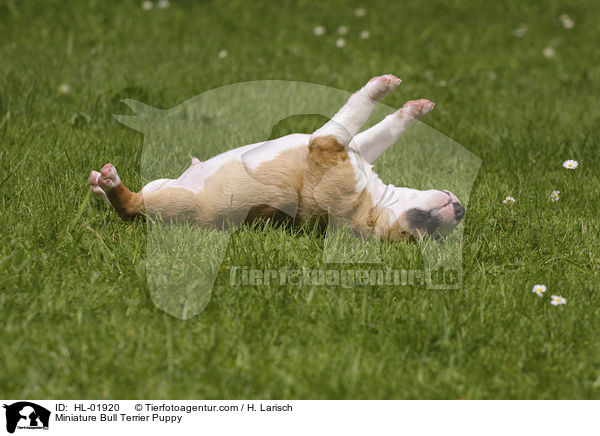 Miniatur Bullterrier Welpe / Miniature Bull Terrier Puppy / HL-01920