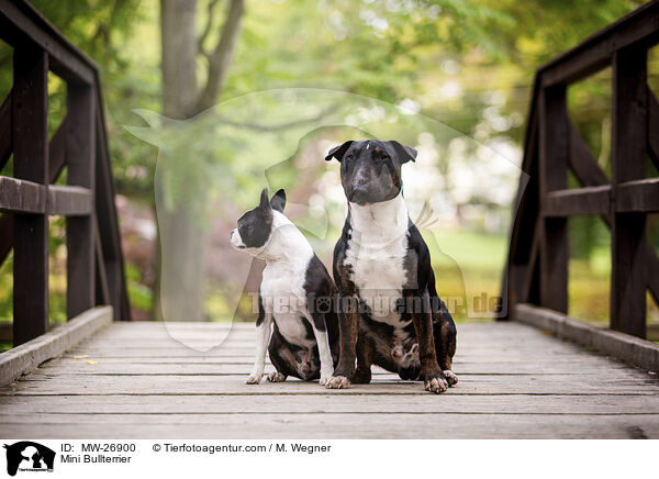 Mini Bullterrier / Mini Bullterrier / MW-26900