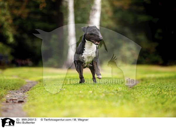 Mini Bullterrier / Mini Bullterrier / MW-26913
