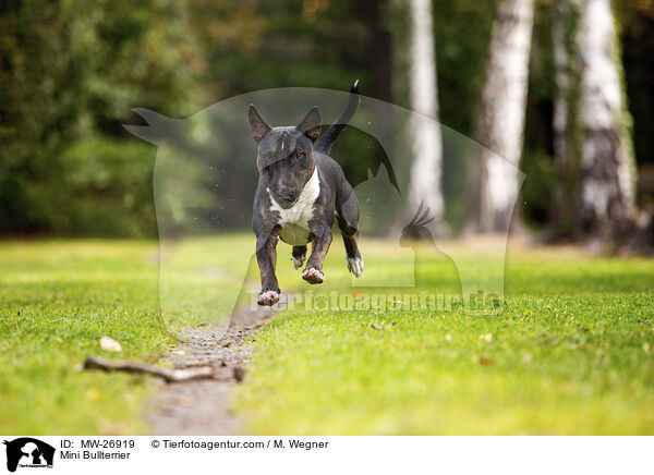 Mini Bullterrier / Mini Bullterrier / MW-26919