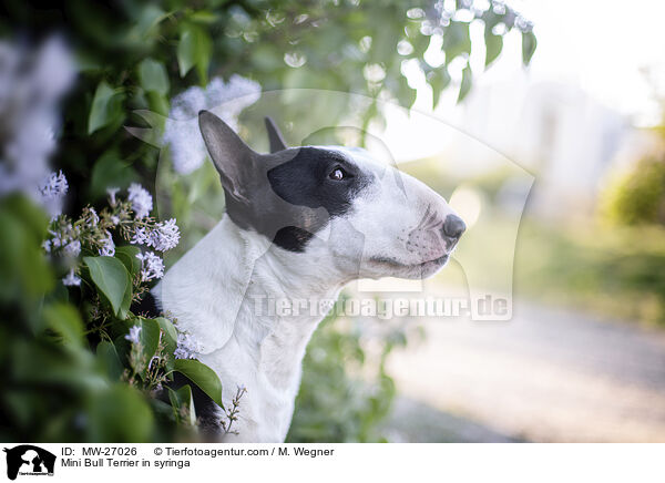 Mini Bullterrier im Flieder / Mini Bull Terrier in syringa / MW-27026