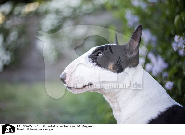 Mini Bullterrier im Flieder / Mini Bull Terrier in syringa / MW-27027