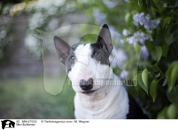 Mini Bullterrier / Mini Bullterrier / MW-27032