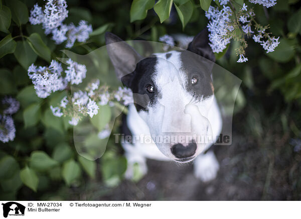 Mini Bullterrier / Mini Bullterrier / MW-27034