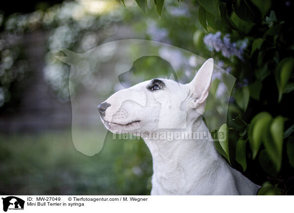 Mini Bull Terrier in syringa / MW-27049