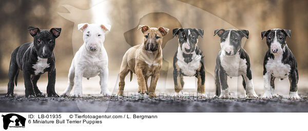 6 Miniature Bullterrier Welpen / 6 Miniature Bull Terrier Puppies / LB-01935