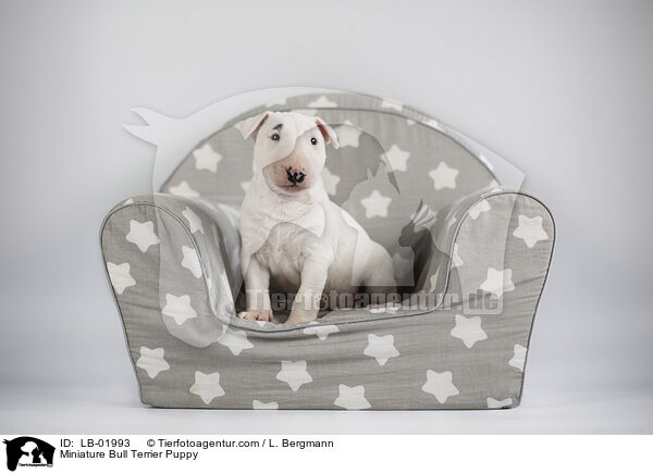 Miniature Bullterrier Welpe / Miniature Bull Terrier Puppy / LB-01993