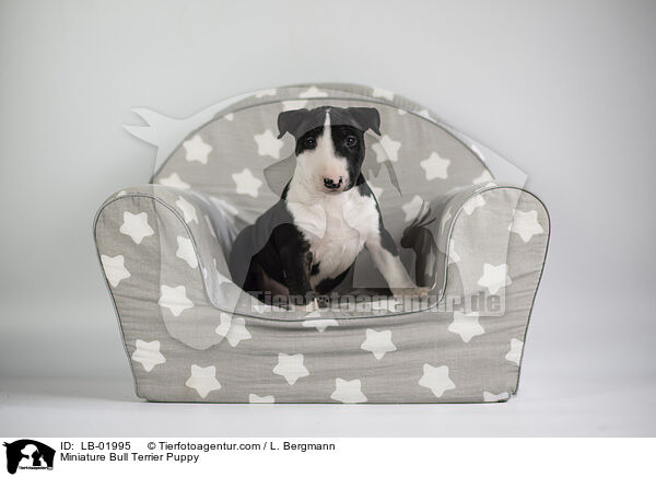 Miniature Bullterrier Welpe / Miniature Bull Terrier Puppy / LB-01995