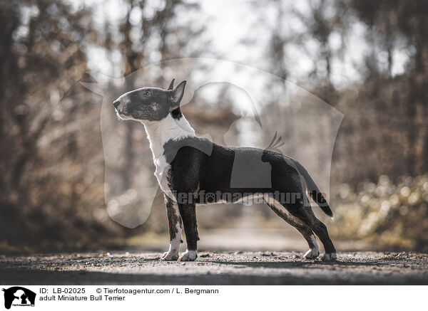 adult Miniature Bull Terrier / LB-02025