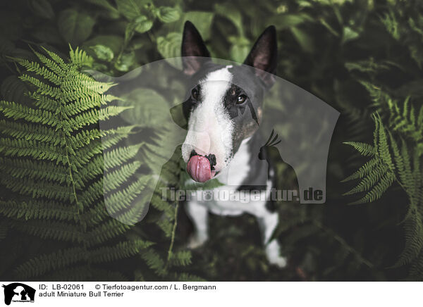 adult Miniature Bull Terrier / LB-02061