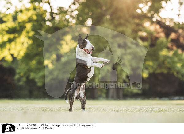 adult Miniature Bull Terrier / LB-02066