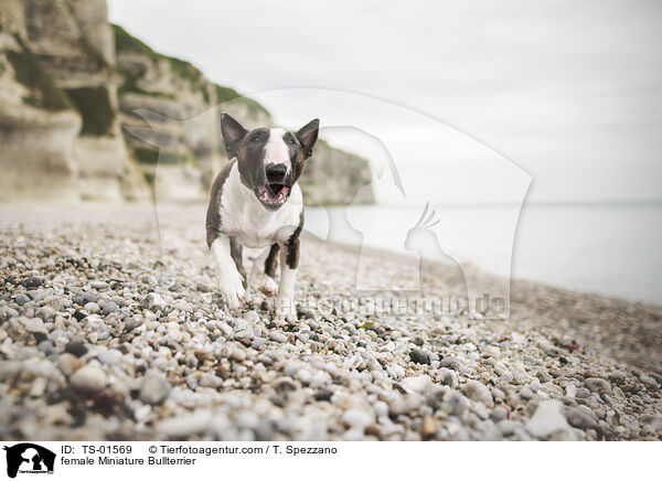 Miniatur Bullterrier Hndin / female Miniature Bullterrier / TS-01569