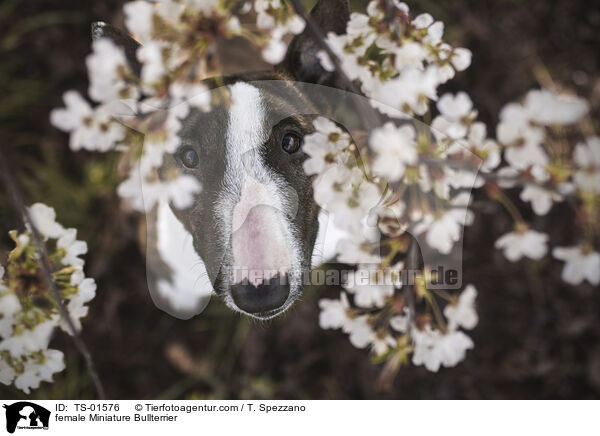 Miniatur Bullterrier Hndin / female Miniature Bullterrier / TS-01576