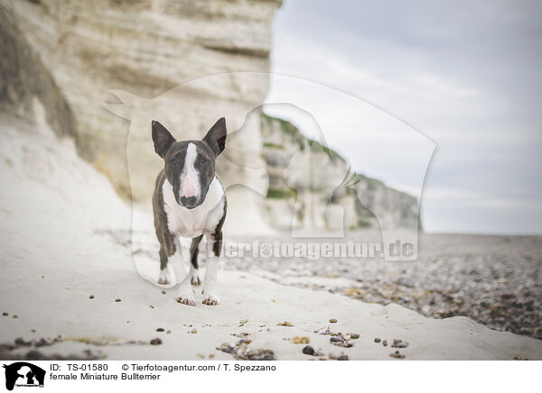 Miniatur Bullterrier Hndin / female Miniature Bullterrier / TS-01580