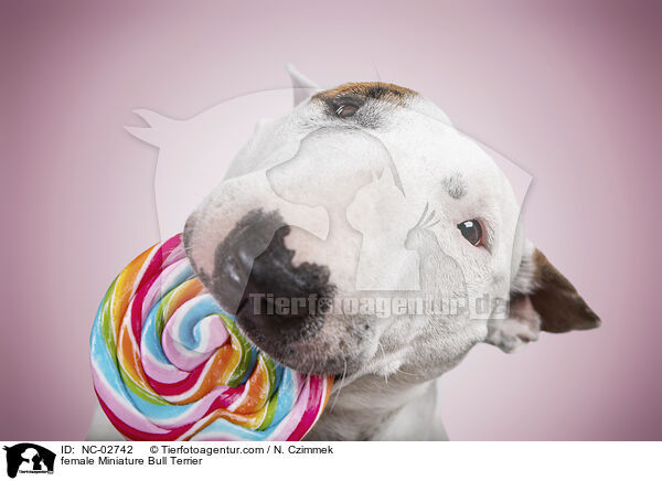 female Miniature Bull Terrier / NC-02742