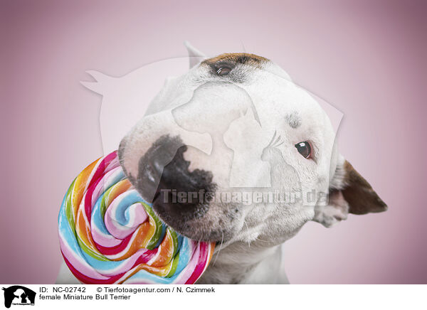 Miniature Bull Terrier Hndin / female Miniature Bull Terrier / NC-02742