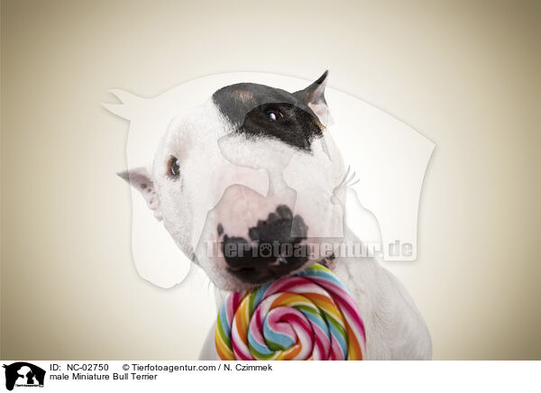 male Miniature Bull Terrier / NC-02750