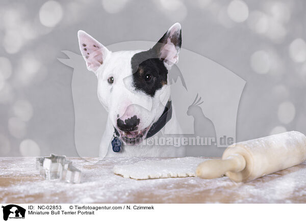 Miniature Bull Terrier Portrait / Miniature Bull Terrier Portrait / NC-02853