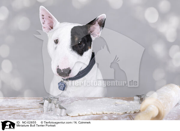 Miniature Bull Terrier Portrait / Miniature Bull Terrier Portrait / NC-02855