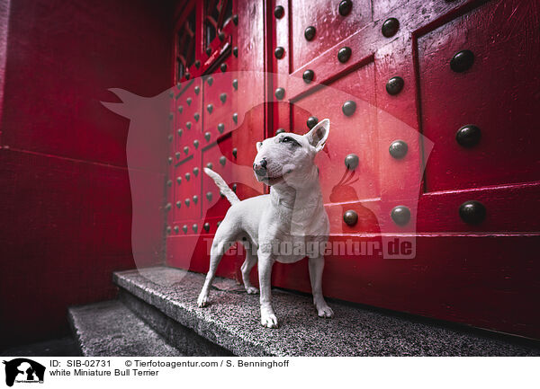weier Miniatur Bullterrier / white Miniature Bull Terrier / SIB-02731