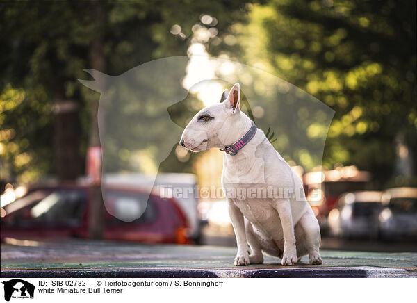 weier Miniatur Bullterrier / white Miniature Bull Terrier / SIB-02732