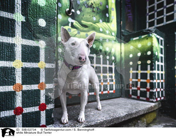 white Miniature Bull Terrier / SIB-02734