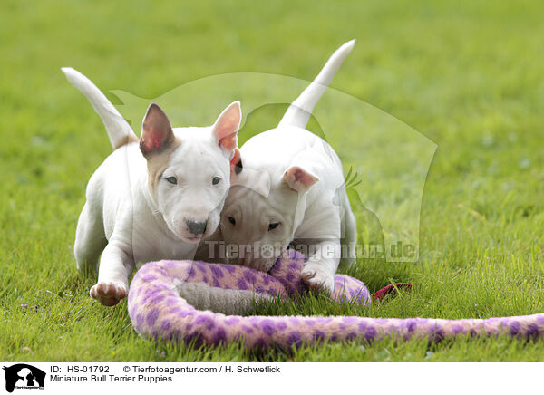 Miniatur Bullterrier Welpen / Miniature Bull Terrier Puppies / HS-01792