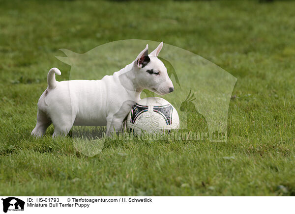 Miniature Bull Terrier Puppy / HS-01793