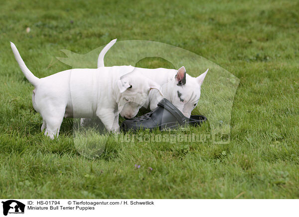 Miniatur Bullterrier Welpen / Miniature Bull Terrier Puppies / HS-01794