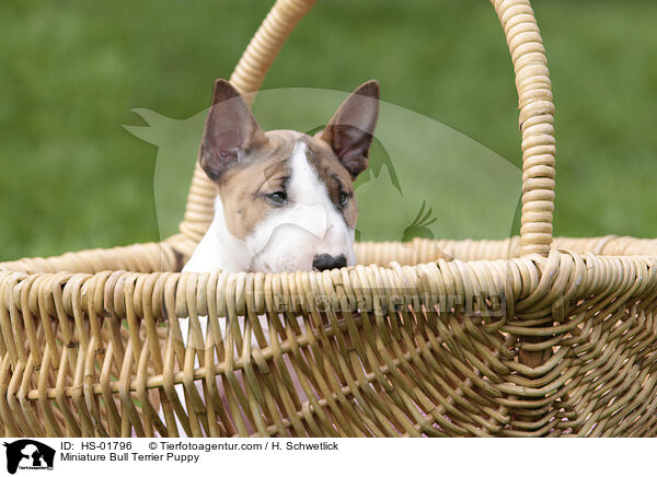 Miniature Bull Terrier Puppy / HS-01796
