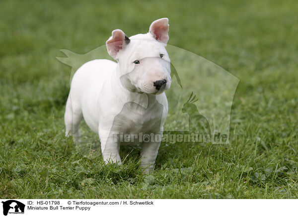 Miniature Bull Terrier Puppy / HS-01798