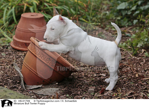 Miniatur Bullterrier Welpe / Miniature Bull Terrier Puppy / HS-01799