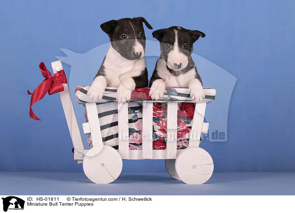 Miniature Bull Terrier Puppies / HS-01811