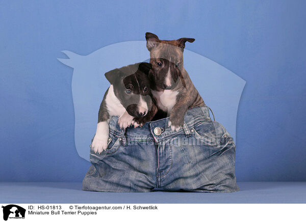 Miniature Bull Terrier Puppies / HS-01813