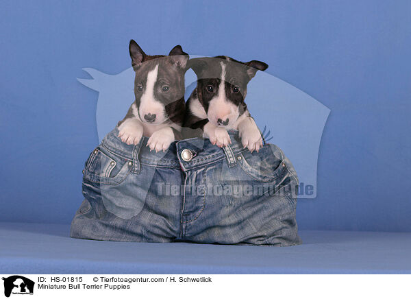 Miniature Bull Terrier Puppies / HS-01815