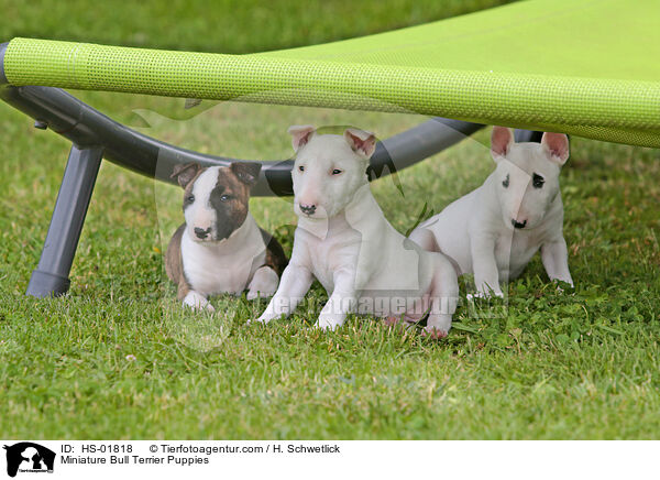Miniatur Bullterrier Welpen / Miniature Bull Terrier Puppies / HS-01818