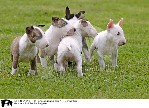 Miniatur Bullterrier Welpen / Miniature Bull Terrier Puppies / HS-01819