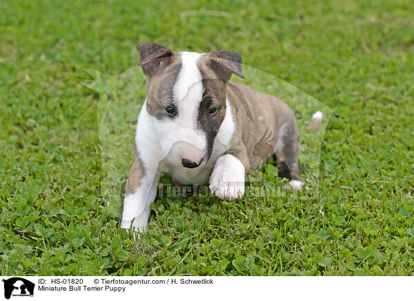 Miniature Bull Terrier Puppy / HS-01820