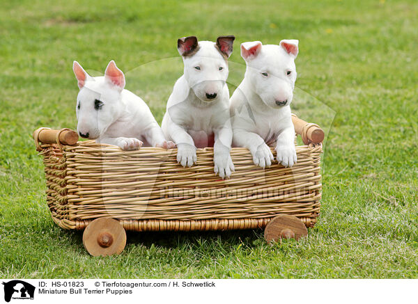 Miniature Bull Terrier Puppies / HS-01823