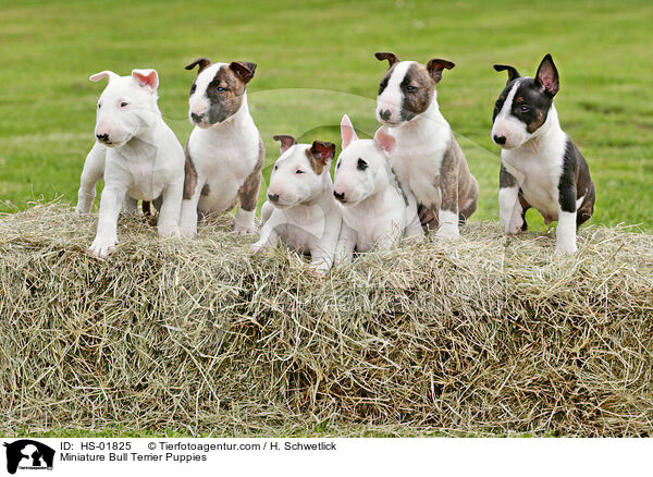 Miniatur Bullterrier Welpen / Miniature Bull Terrier Puppies / HS-01825
